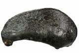 Fossil Whale Ear Bone - Miocene #109252-1
